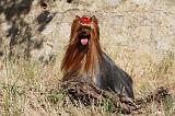 YORKSHIRE TERRIER 496